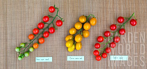 Cherry_tomatoe_Sweet_Supersweet_100_and_Green_Grape_Provence_France