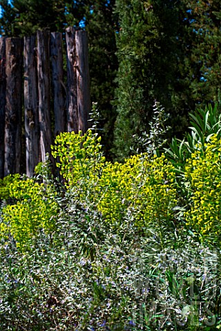 Euphorbia_characias_and_Teucrium_fruticans_in_April_Provence_France