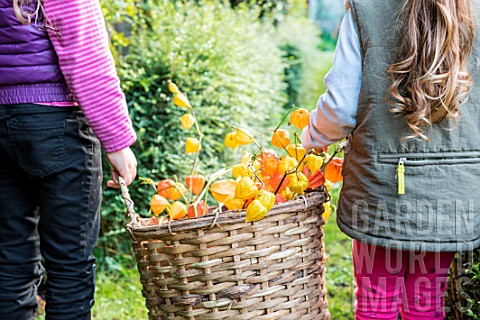 Young_girls_harvesting_Physalis_in_a_garden