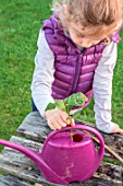 Little girl making a cutting from an Hydrangea