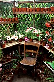 Greenhouse interior, Orchids, Grossing House, England