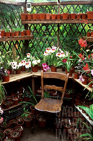 Greenhouse_interior_Orchids_Grossing_House_England