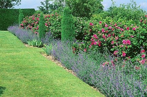 Border_of__Nepeta_and_Rose_Othelo_in_hedge_Standen_Garden_Sussex_England_Summer