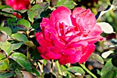 Rosa Cardinal Song in bloom in a garden