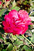 Rosa Cardinal Song in bloom in a garden