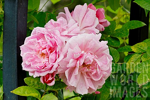 Rosa_Domaine_de_Courson_in_bloom_in_a_garden