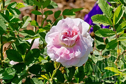 Rosa_New_Dawn_in_bloom_in_a_garden