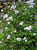 Rosa Blush Noisette in bloom in a garden
