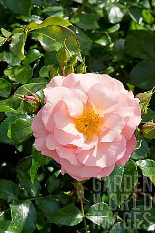 Rosa_Domaine_de_Courson_in_bloom_in_a_garden