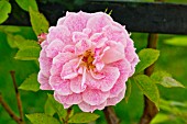 Rosa Domaine de Courson in bloom in a garden