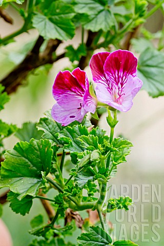 Pelargonium_Tip_Top_Duet_in_bloom_in_a_garden