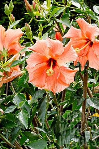 Hibiscus_Orange