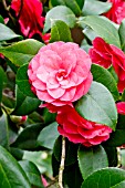 Camellia Hippolyte Thoby