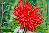 DAHLIA LADY IN RED