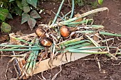 Harvest onions in a vegetable garden in summer, Moselle, France