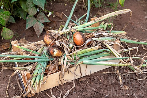 Harvest_onions_in_a_vegetable_garden_in_summer_Moselle_France