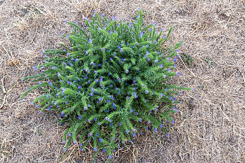 Blueweed_Echium_vulgare_in_a_garden_in_summer_Moselle_France