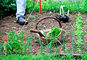 Vegetable garden onion (Allium cepa) transplanting