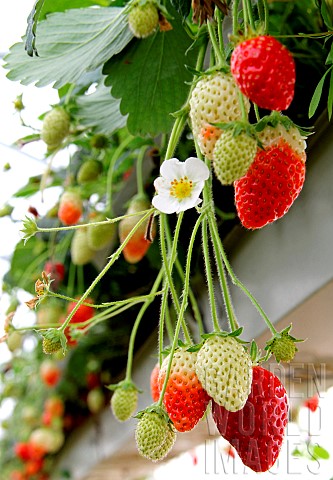 Falling_strawberries_in_greenhouses