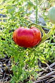 Fruit of the tomato Silver Fir Tree or carrot-leaf tomato, with very cut foliage and determined bearing.