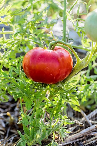 Fruit_of_the_tomato_Silver_Fir_Tree_or_carrotleaf_tomato_with_very_cut_foliage_and_determined_bearin