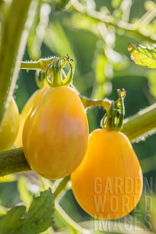 Tomato_Power_Heirloom_medium_yellow_fruit_very_productive_but_not_very_tasty