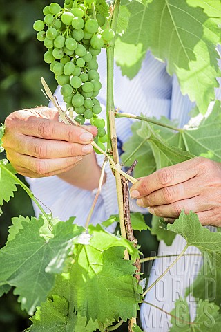 Woman_attaching_a_vine_stem_to_a_support_in_June