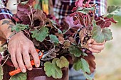 Cutting the heuchera in steps. 1: Cutting stems on the periphery of the clump.