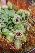 Albany pitcher plant (Cephalotus follicularis) urnes in cultivated form (Hummers Giant variety)