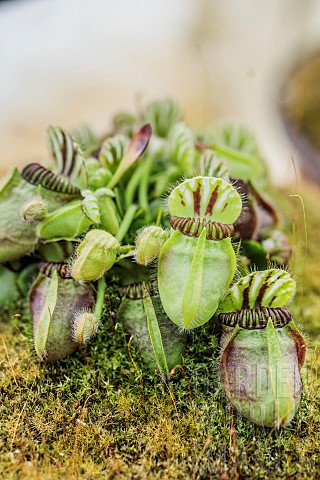 Albany_pitcher_plant_Cephalotus_follicularis_Martens_Exotic_a_cultivated_form_of_a_dwarf_carnivorous