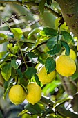 Meyer lemon, a hybrid variety with a thin skin, appreciated by gourmets.