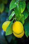 Meyer lemon, a hybrid variety with a thin skin, appreciated by gourmets.
