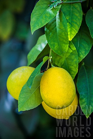 Meyer_lemon_a_hybrid_variety_with_a_thin_skin_appreciated_by_gourmets