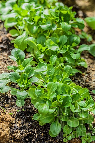 Granon_F1_lambs_lettuce_ideal_for_forced_cultivation