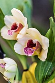 Orchid Bifrenaria (=Lycaste) harrisoniae in bloom