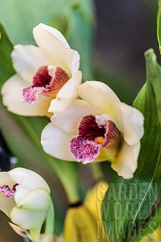 Orchid_Bifrenaria_Lycaste_harrisoniae_in_bloom
