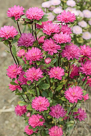 China_aster_Callistephus_chinensis_Baby_Rose_Pink_A_very_compact_variety_mainly_for_cut_flowers_or_a