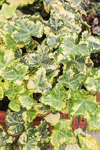 Golden_Cecile_ivy_Irregularly_variegated_variety_with_light_yellow_and_green_patches_for_potted_or_s