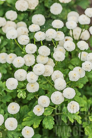Disc_mayweed_Matricaria_sp_Spring_Spirit_alias_Virgo_Capsules_in_white_pompons_for_cut_flowers_and_p