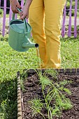 Woman transplanting a vegetable garden fennel (Florence fennel) plant in a square vegetable garden in June.