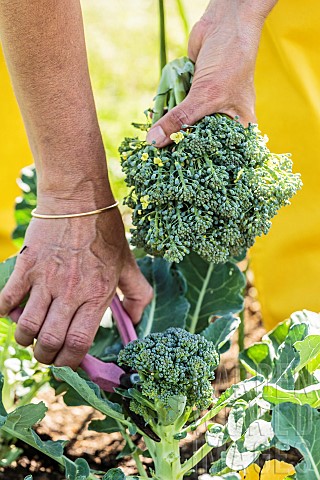 Broccoli_sprouting_harvest