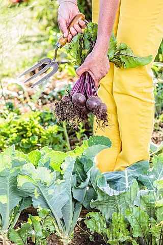 Beet_harvest_in_a_small_vegetable_garden_at_the_end_of_spring