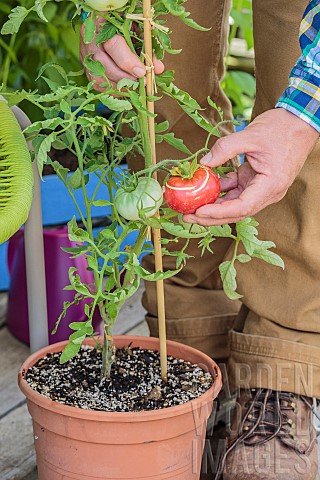 Harvest_of_a_tomato_grown_in_a_pot_on_a_terrace