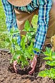 Man planting Jerusalem artichokes in spring.Placement of the rootball in the hole.