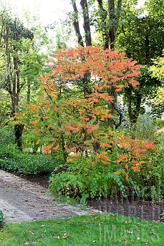 Staghorn_Sumac_Rhus_typhina_in_a_garden_in_autumn_Somme_France