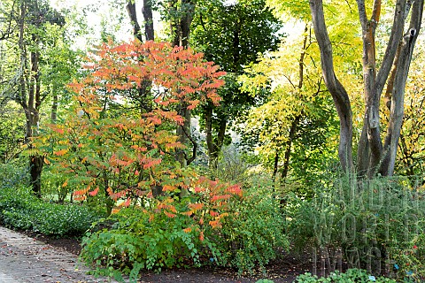Staghorn_sumac_Rhus_typhina_in_an_autumn_garden_Somme_France