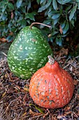 Pumpkin and calabash squash in a garden, autumn, France, Germany