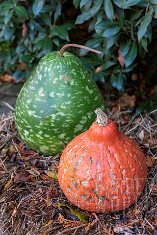 Pumpkin_and_calabash_squash_in_a_garden_autumn_France_Germany