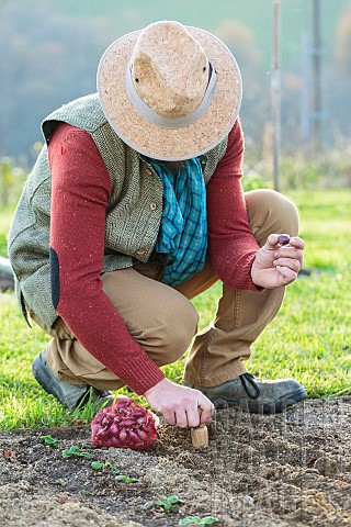 Man_planting_Brunswick_Red_onions_in_winter