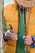 Man pruning a Trumpet creeper in winter